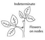 Indeterminate flowers on nodes