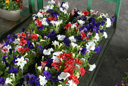 produce auction Produce auction