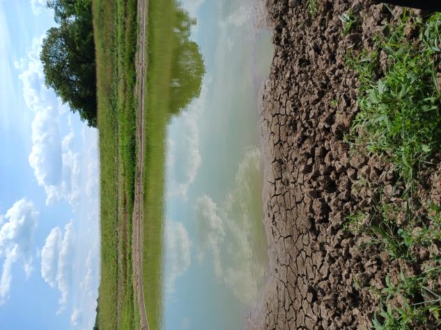 Dried pond in Cooper County, July 2023. Photo by Todd Lorenz.
