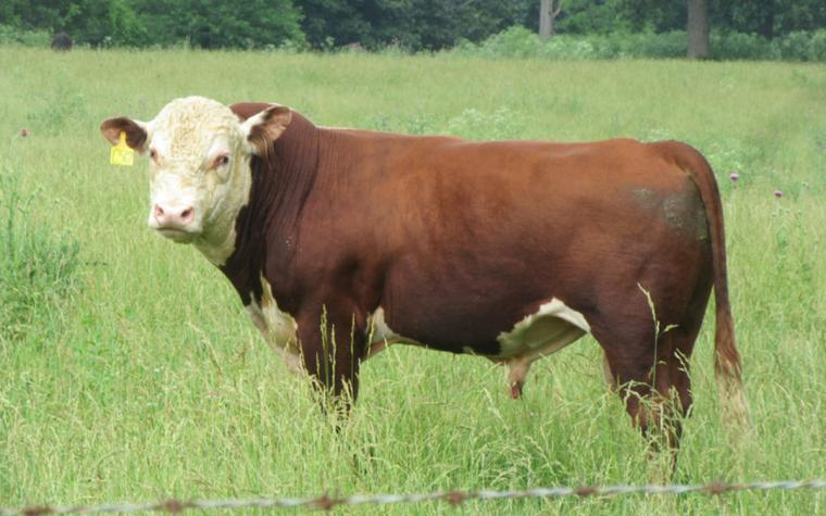Hereford bull.