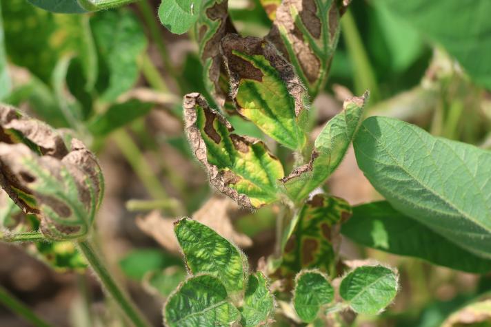 Leaves of plants infected with red crown rot with yellow and brown spots between leaf veins.