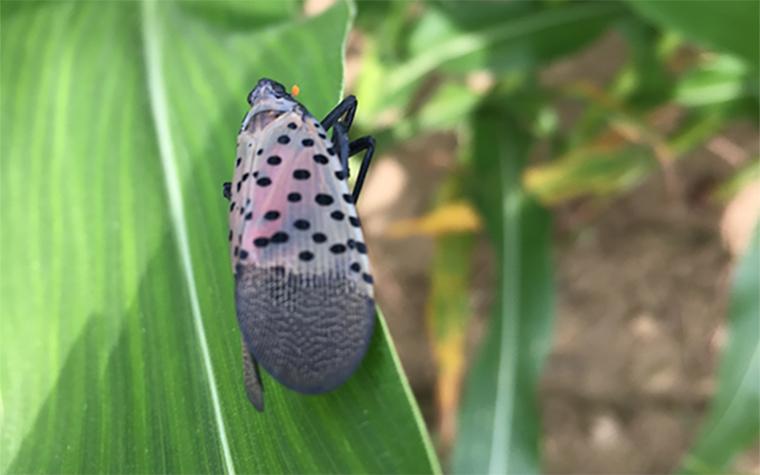 Spotted lanternfly on corn.