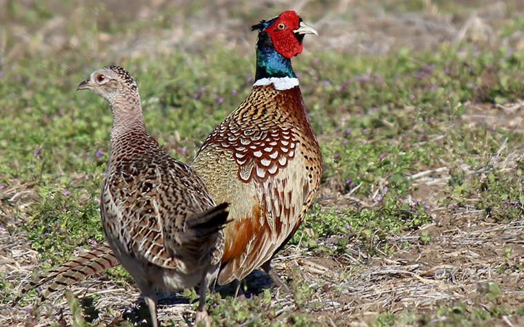pheasants