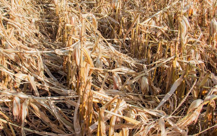 damaged corn