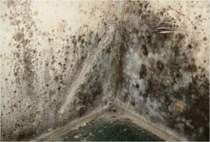 Black mold can spread quickly in water-damaged buildings.Courtesy Michael Goldschmidt, University of Missouri Extension