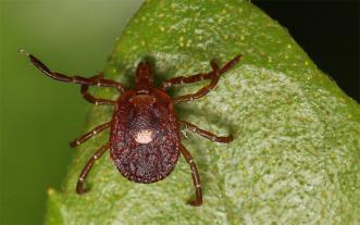 Lone star tick