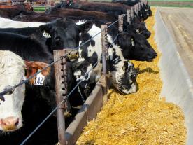 Cows in a feedlot