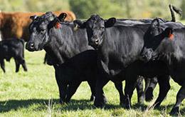 Cattle in a field