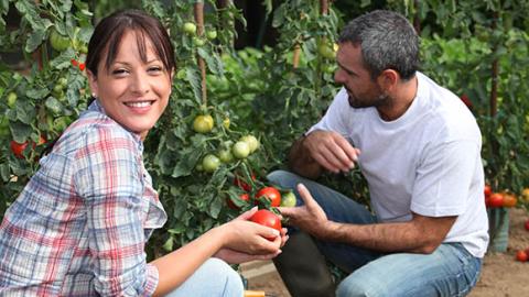 Couple picking tomatoes