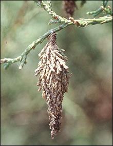 Image of bagworm on a tree.