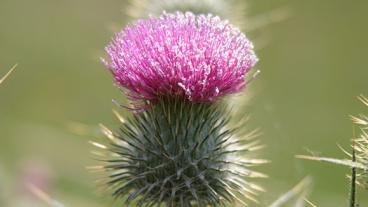 thorny plant with purple bloom