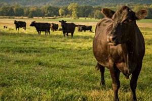 Cattle in field