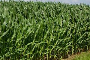 Corn in a field