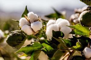 cotton plant