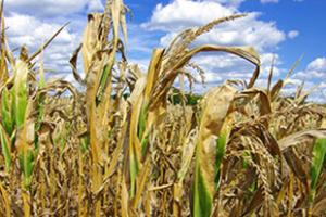 corn in drought