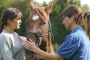 Two women examining a horse