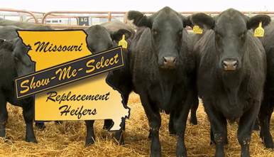 Cows behind the Show-Me-Select Replacement Heifers logo Cows behind the Show-Me-Select Replacement Heifers logo